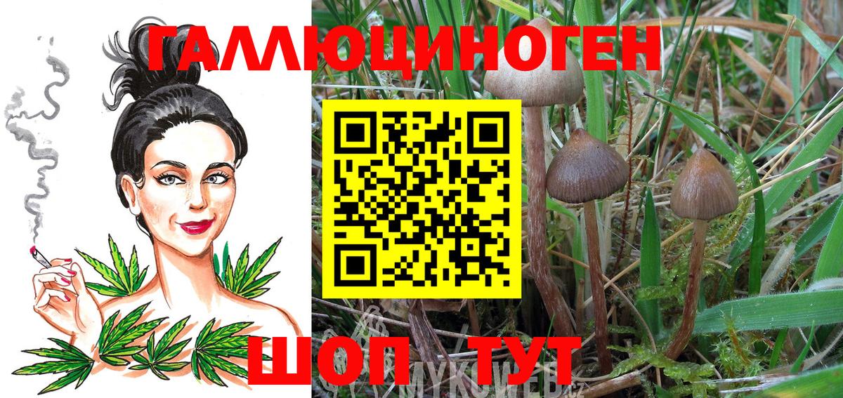 Галлюциногенные грибы Psilocybine cubensis Кимовск